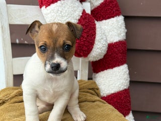 Jack Russell Terrier dogs Jojo - Ad 39