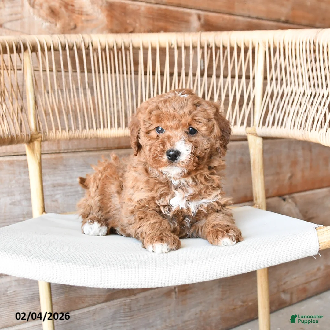 Mini Bernedoodle dogs for sale: Peaches - Ad 1