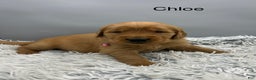 Golden Retriever dogs for sale: Golden Retriever Puppy chloe - Ad 7