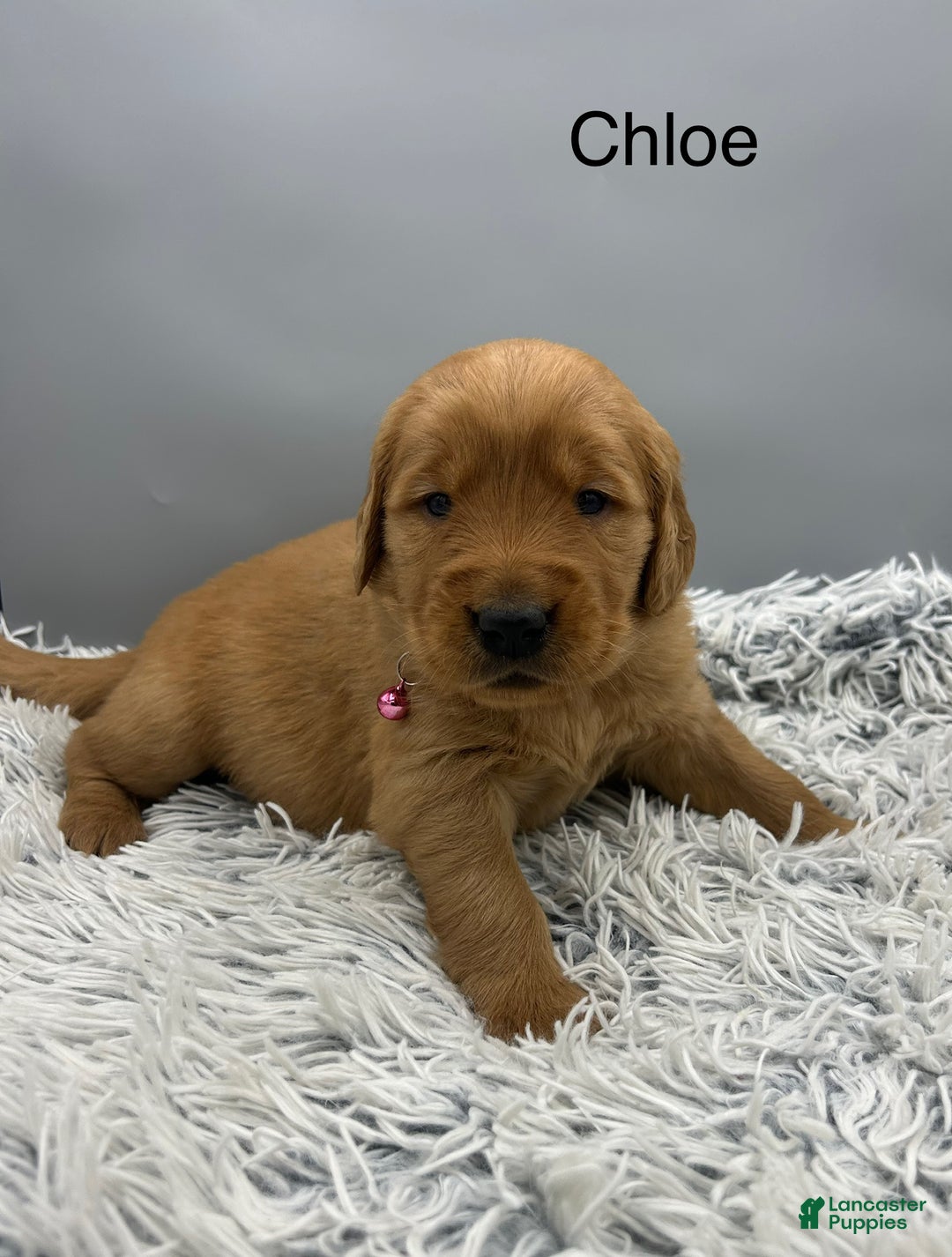 Golden Retriever dogs for sale: Golden Retriever Puppy chloe - Ad 7