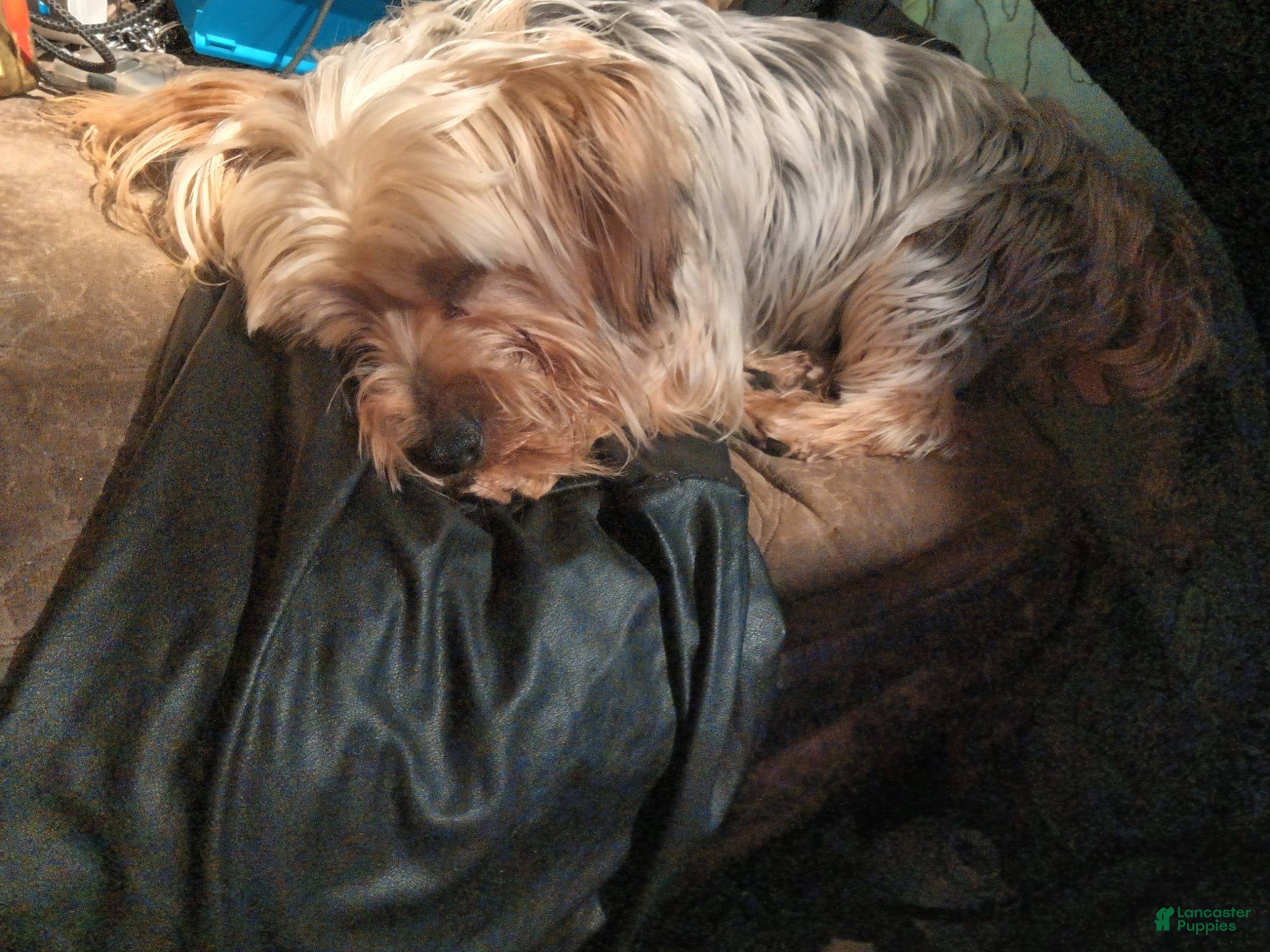 Silky Terrier dogs Clarence  - Ad 5