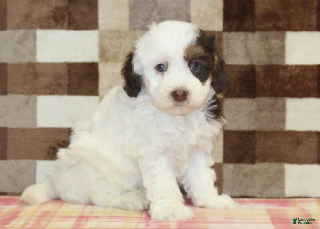 Mini Bernedoodle dogs for sale: Cupcake - Ad 4