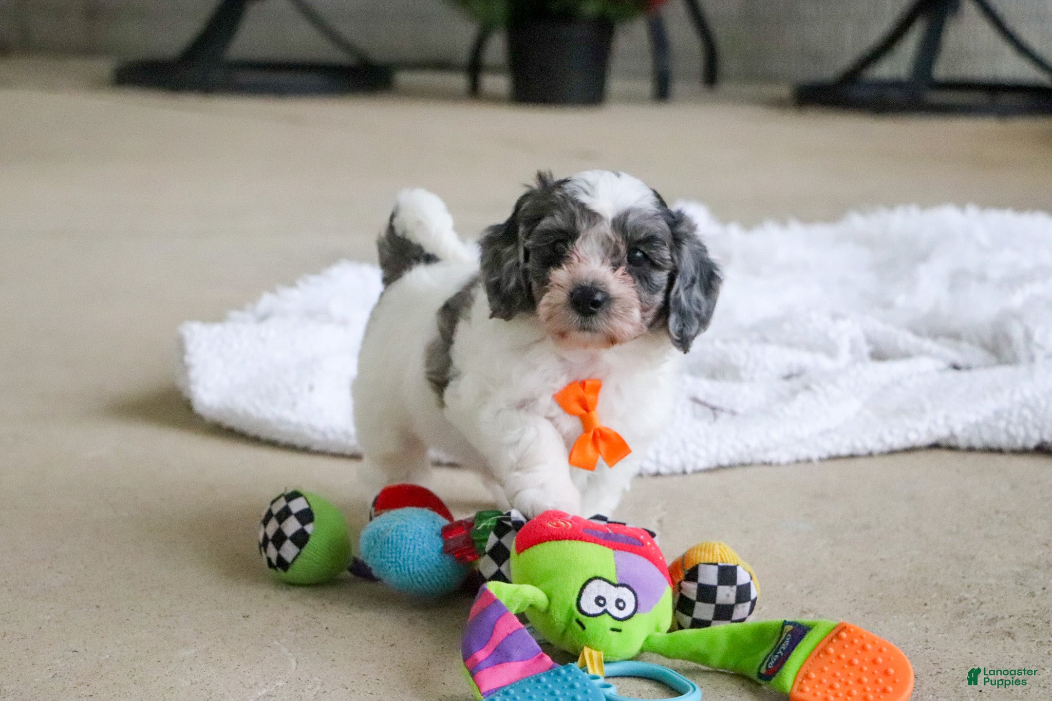 Mini Goldendoodle dogs Scout - Ad 1