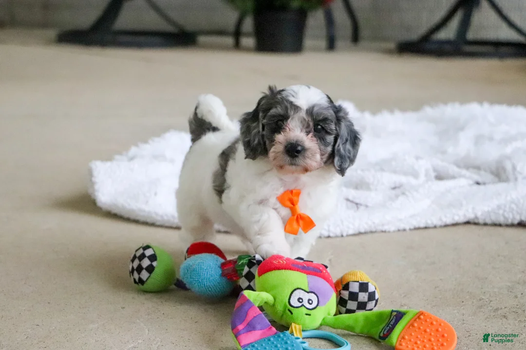 Mini Goldendoodle dogs for sale: Scout - Ad 1