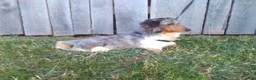 Miniature Dachshund dogs for sale: Jimmy - Ad 11