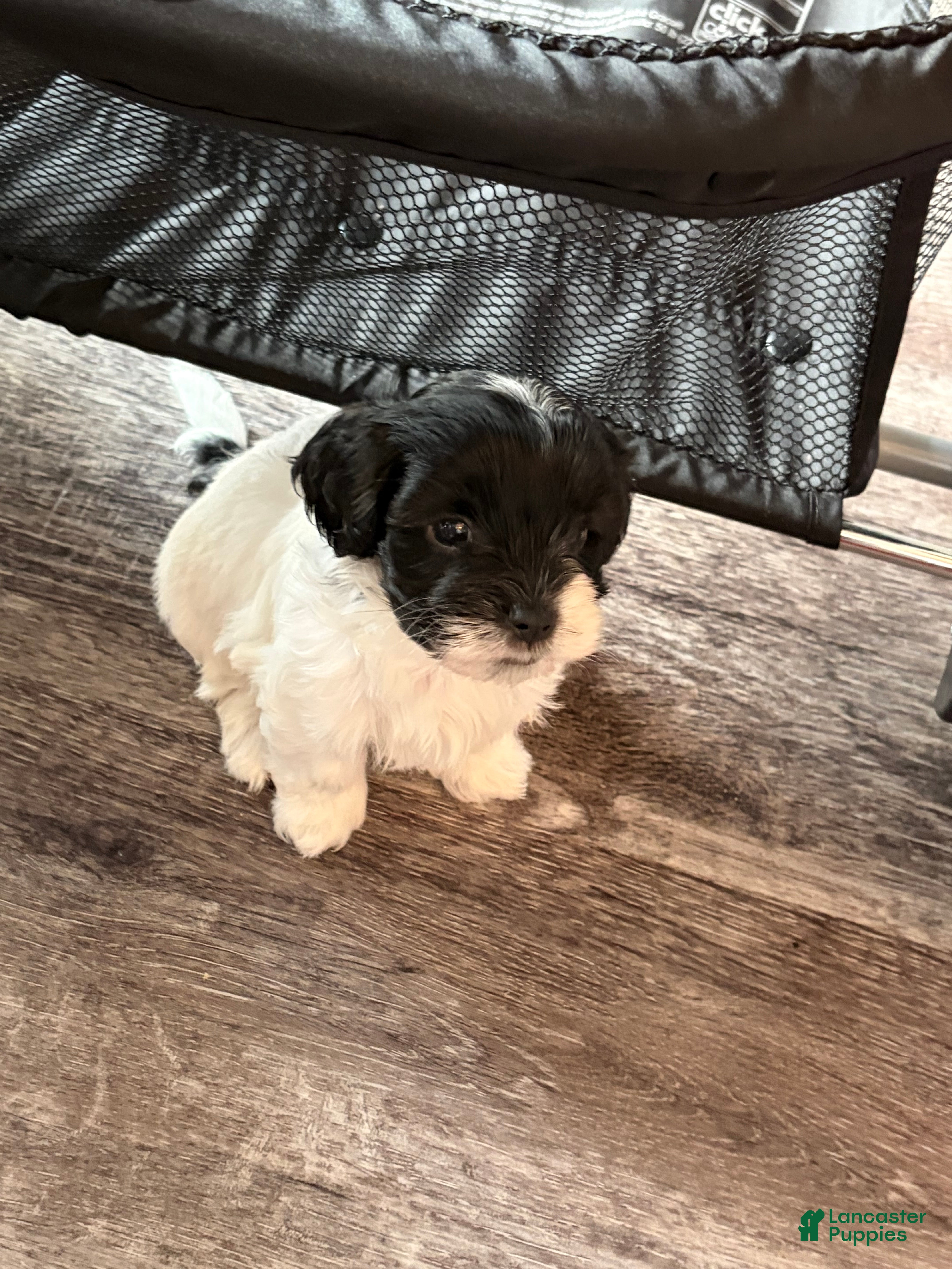Mixed Breed dogs Jaime  - Ad 14