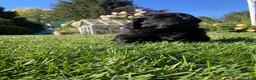 Newfoundland dogs for sale: Olivia - Ad 6