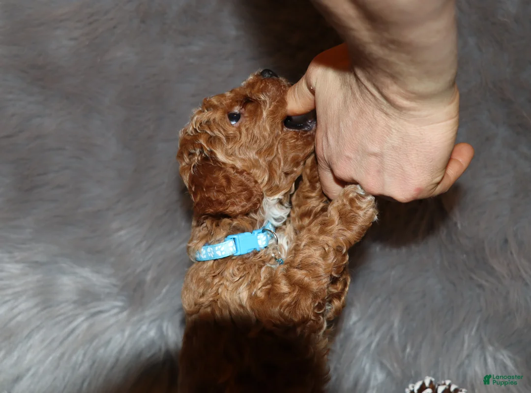 Mini Goldendoodle dogs for sale: Thomas 💙 Micro Miniature - Ad 30