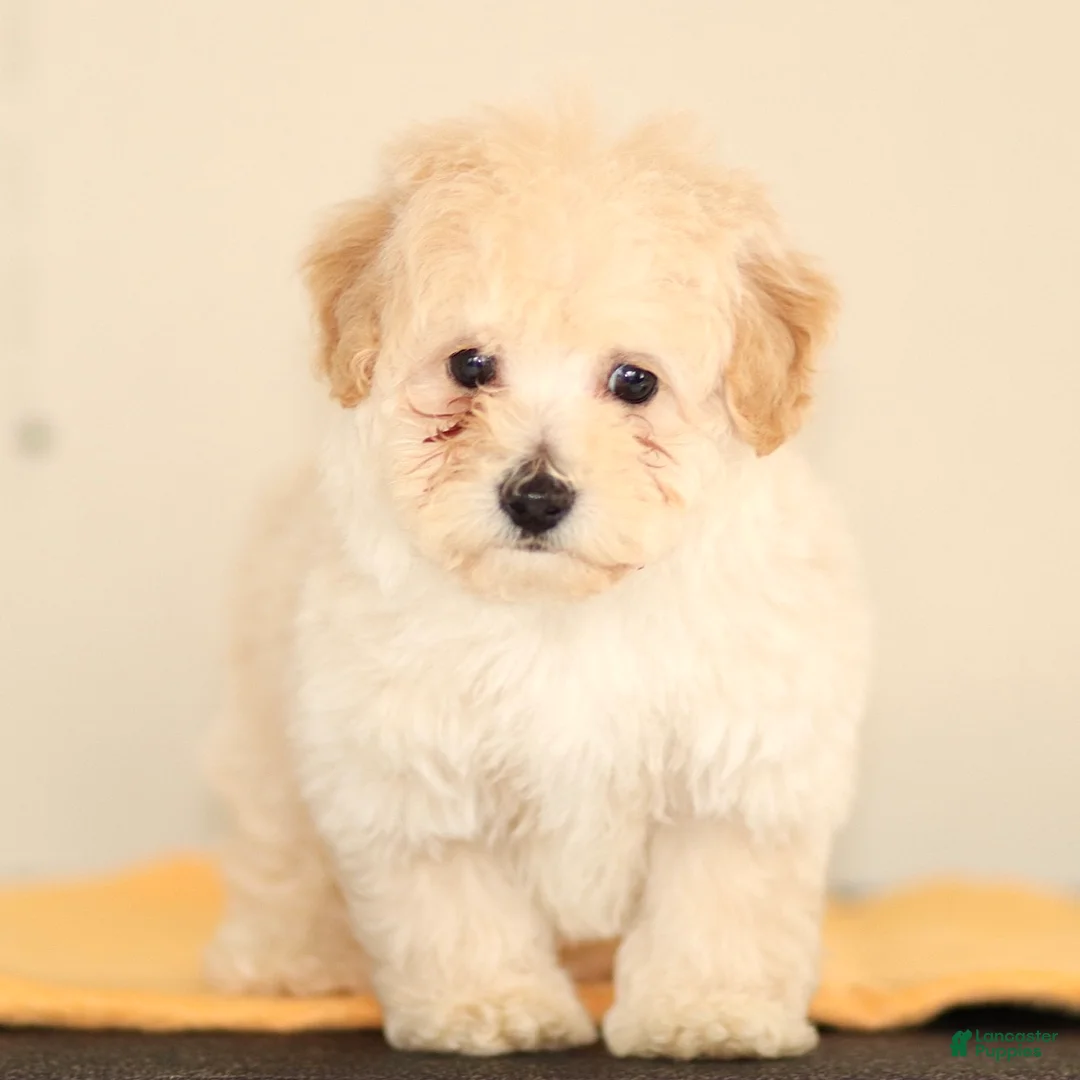 Toy Poodle dogs for sale: Lucky - Ad 1