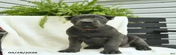 Cane Corso dogs for sale: Duke  - Ad 4