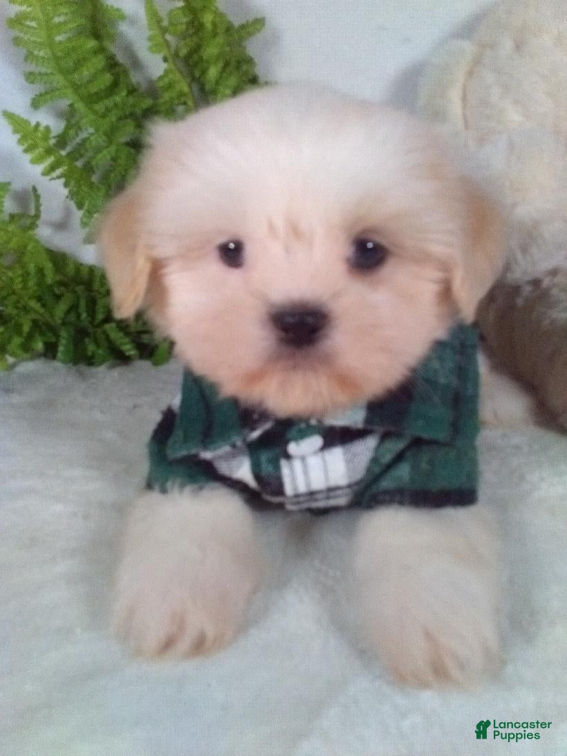 Shih Tzu dogs Prince - Ad 2