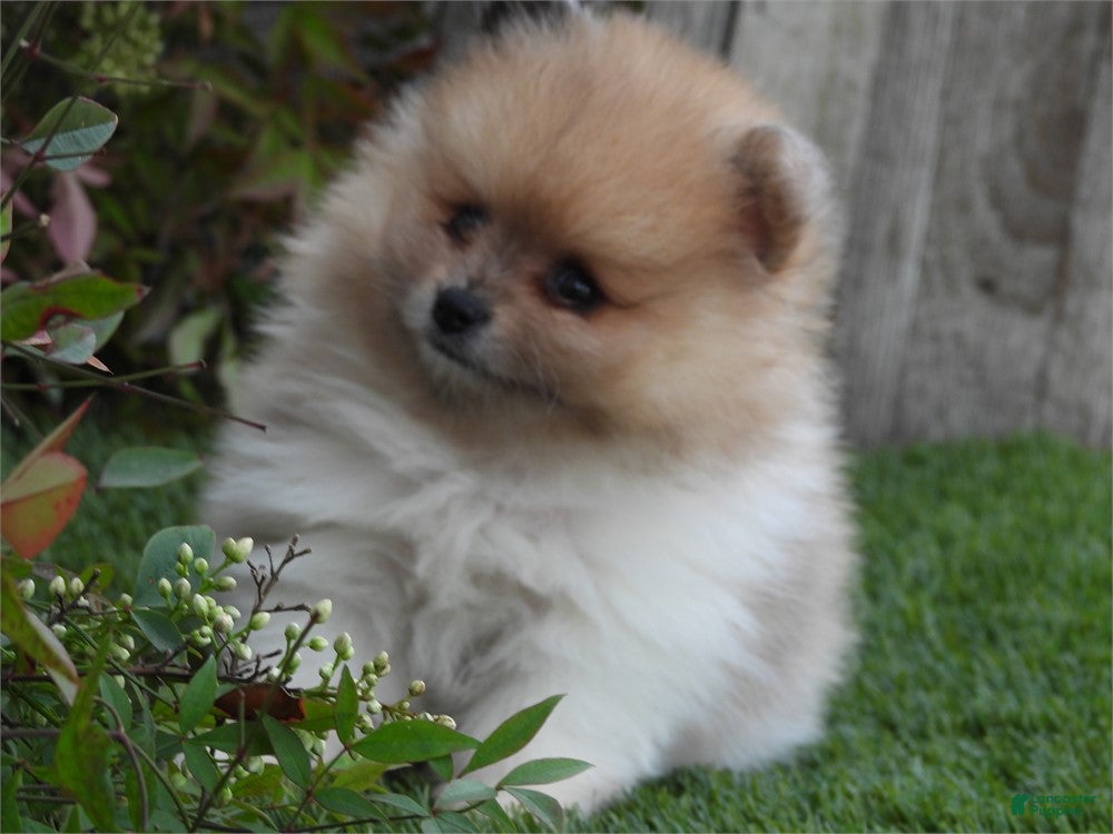 Pomeranian dogs Pomeranian Puppy 1 - Ad 1