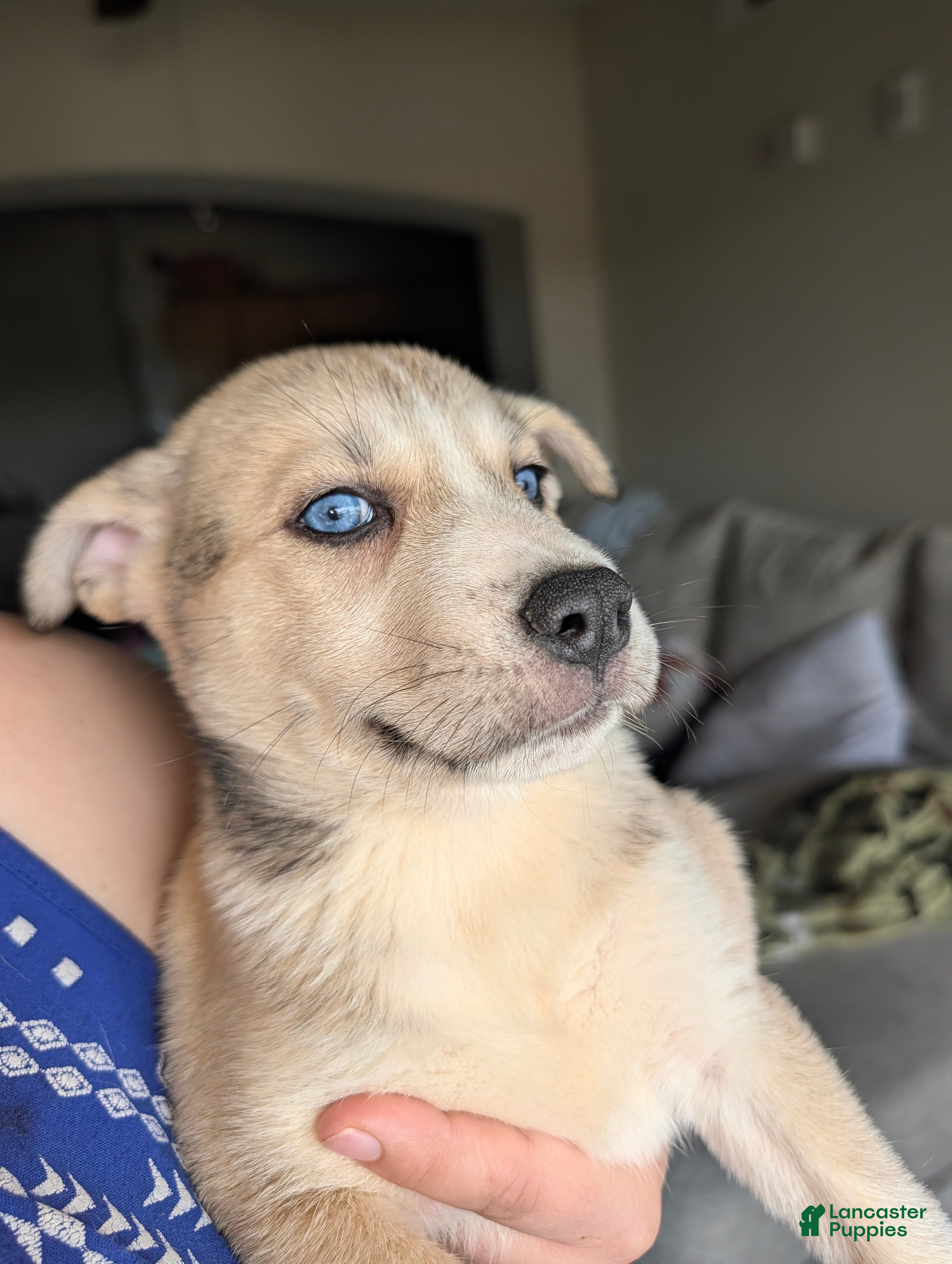 Pitsky dogs Mindey - Ad 1