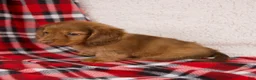 Dachshund dogs for sale: Elise - Ad 3