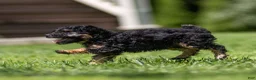 Miniature Poodle dogs for sale: Misty Miniature Poodle  - Ad 9