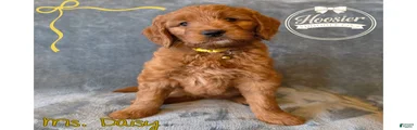 Daisy