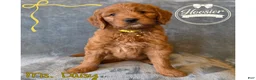 Goldendoodle dogs for sale: Daisy - Ad 1