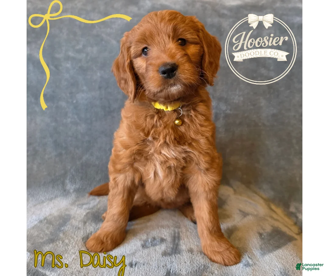 Goldendoodle dogs for sale: Daisy - Ad 1