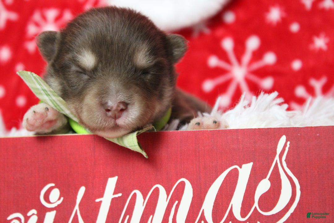 Pomsky dogs for sale: Duey  - Ad 3