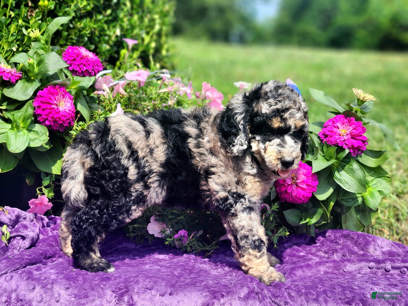 Standard Poodle dogs Skye - Ad 1