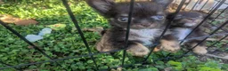 Chihuahua dogs for sale: Teacup Apple Head   Twix    - Ad 9