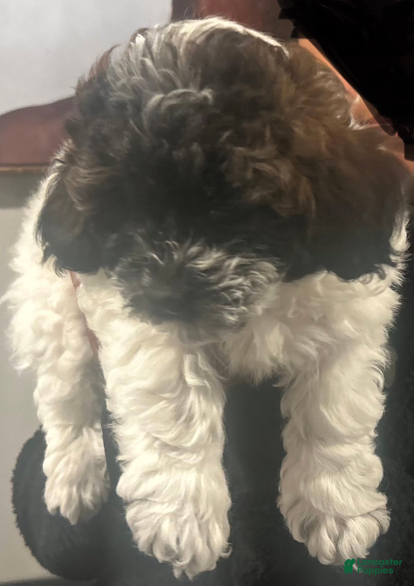 Shihpoo dogs for sale: Shihpoo Puppy 2 - Ad 2