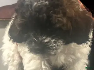 Shihpoo dogs for sale: Shihpoo Puppy 2 - Ad 2