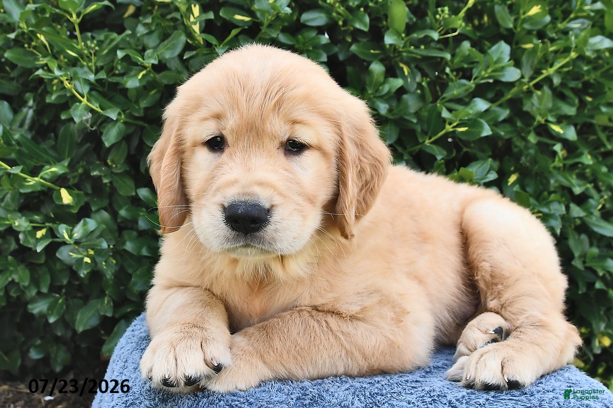 Golden Retriever dogs Archie - Ad 1