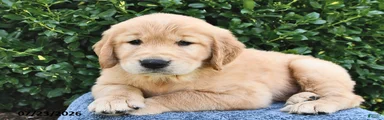 Archie