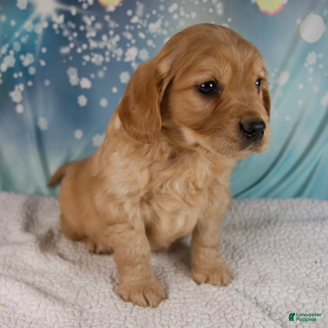 Mixed Breed dogs for sale: Joey - Ad 2