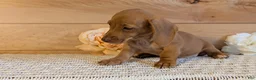 Miniature Dachshund dogs for sale: Honey - Ad 6