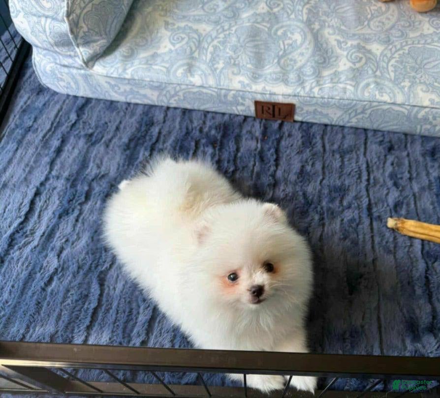 Pomeranian Puppy Sssniperwolf Loyal Pomeranian Puppies For Sale