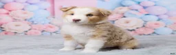 Australian Shepherd dogs for sale: Cooper - Ad 5
