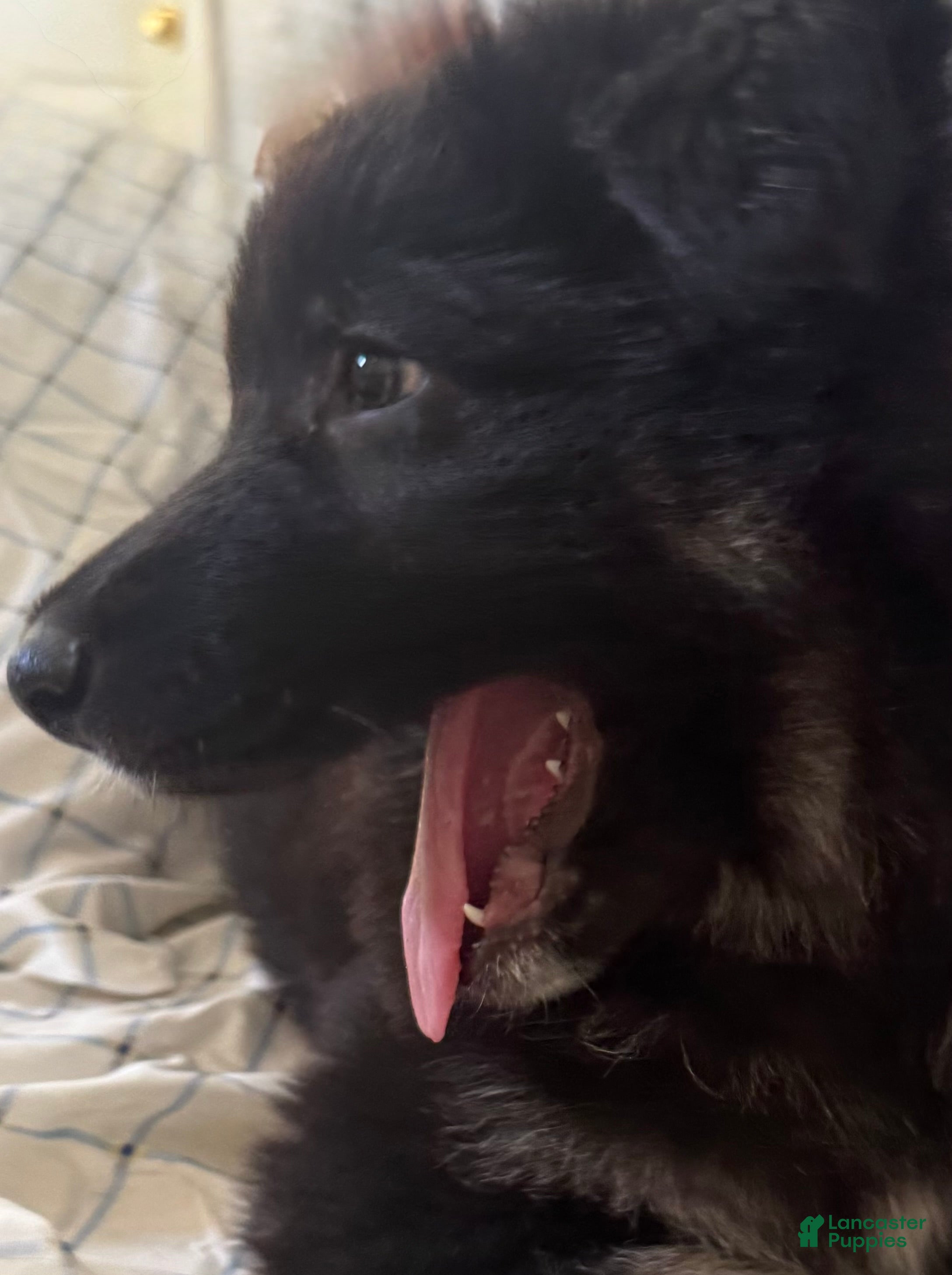 German Shepherd dogs German Shepherd Puppy 1 - Ad 2