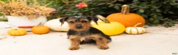 Yorkshire Terrier dogs for sale: Ollie - Ad 10
