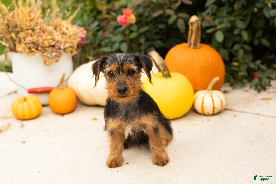 Yorkshire Terrier dogs for sale: Ollie - Ad 10
