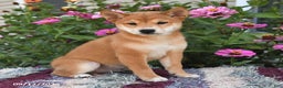 Shiba Inu dogs for sale: Shiba Inu 4 puppies - Ad 19