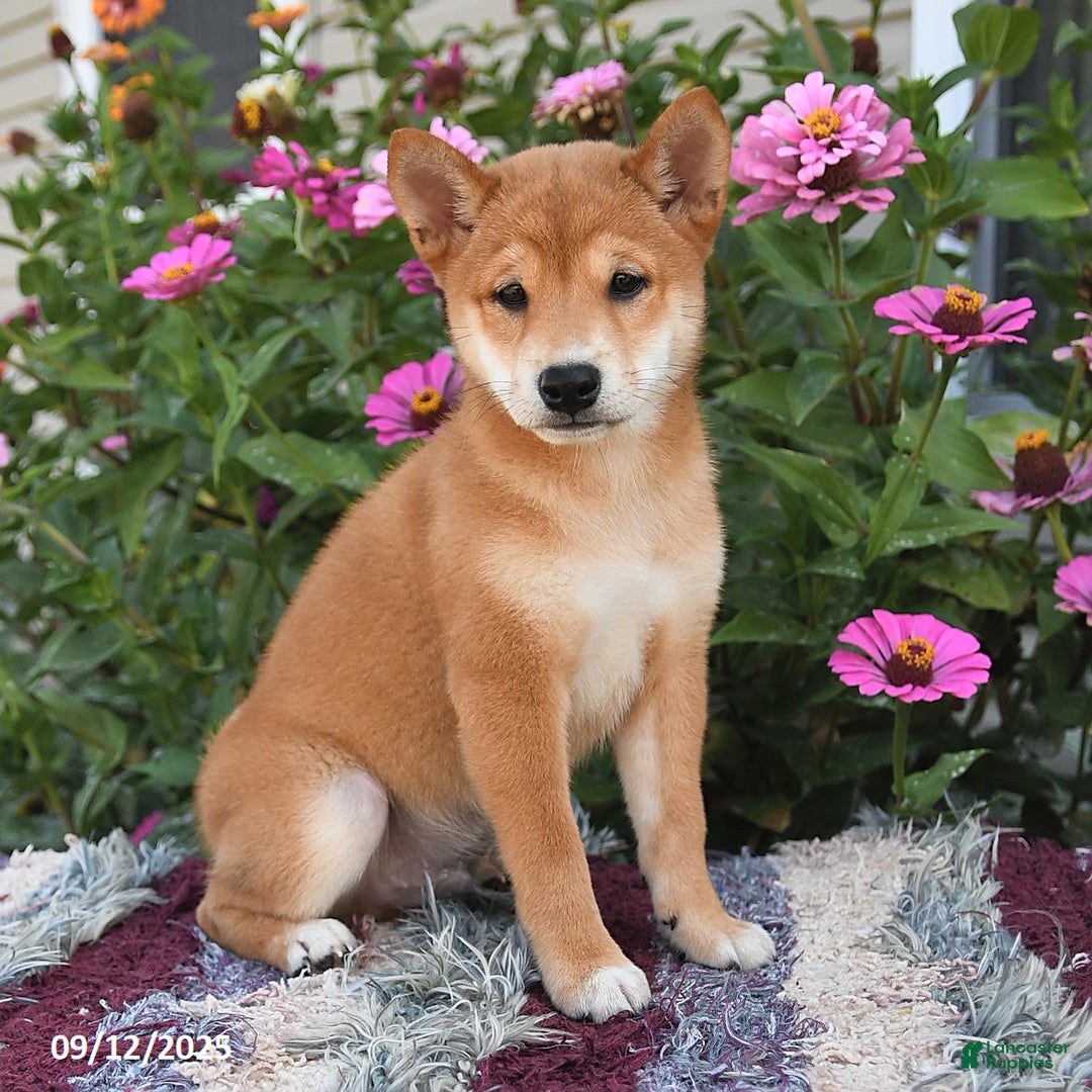 Shiba Inu dogs for sale: Shiba Inu 4 puppies - Ad 19
