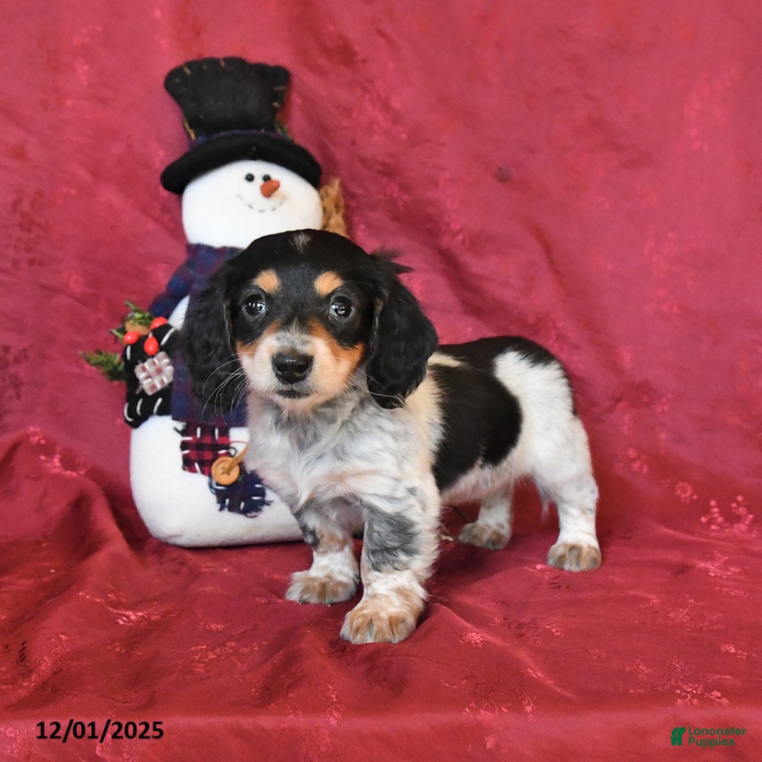 Dachshund dogs for sale: Holly - Ad 3