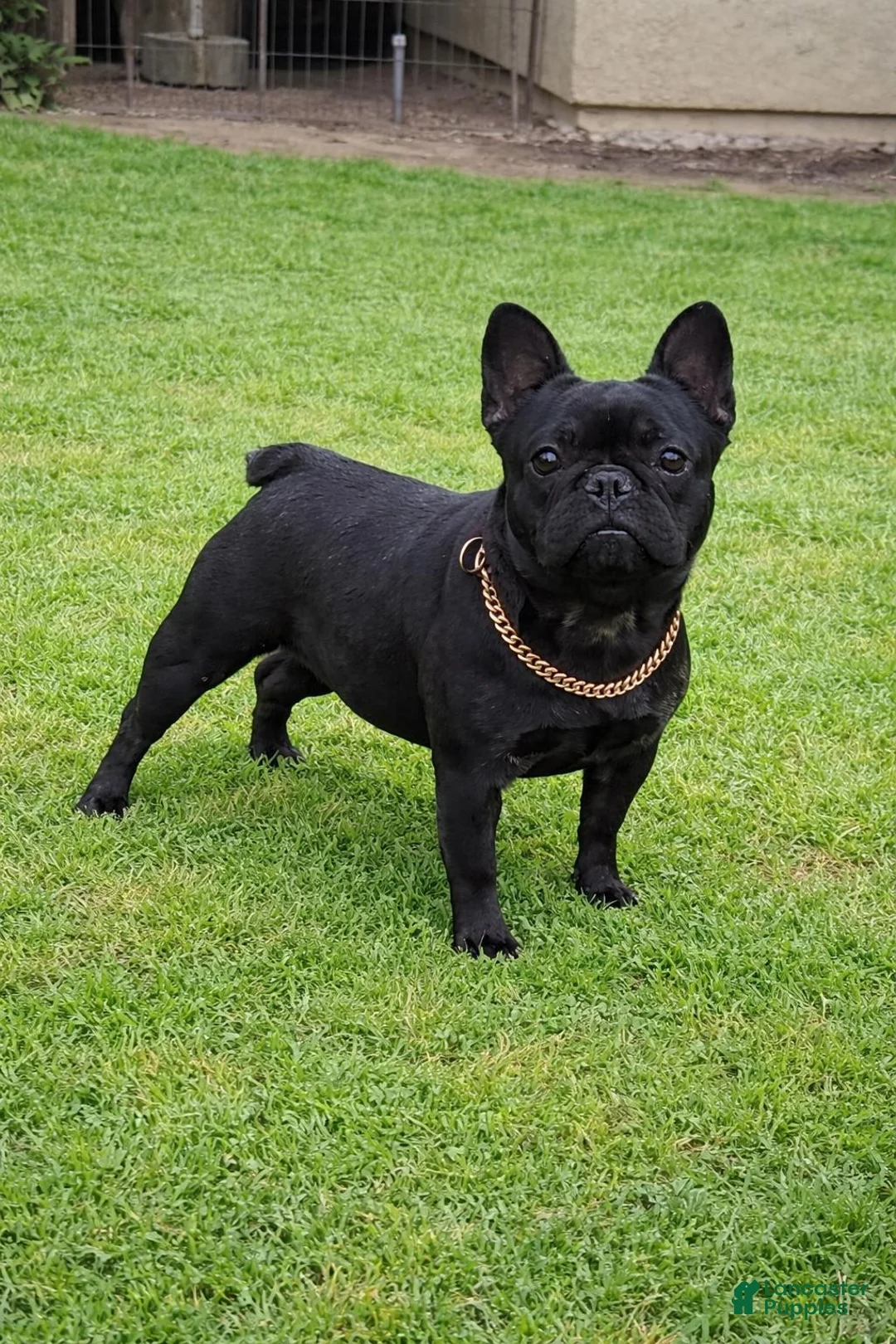 French Bulldog dogs for sale: French Bulldog 1 - Ad 2