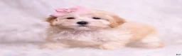 Maltipoo dogs for sale: Tinka - Ad 5