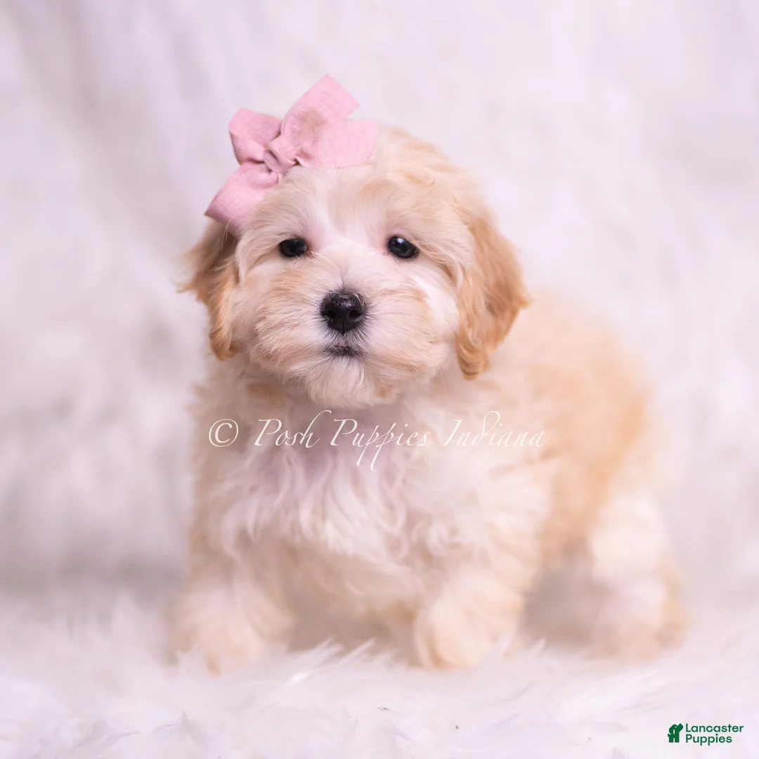 Maltipoo dogs for sale: Tinka - Ad 5
