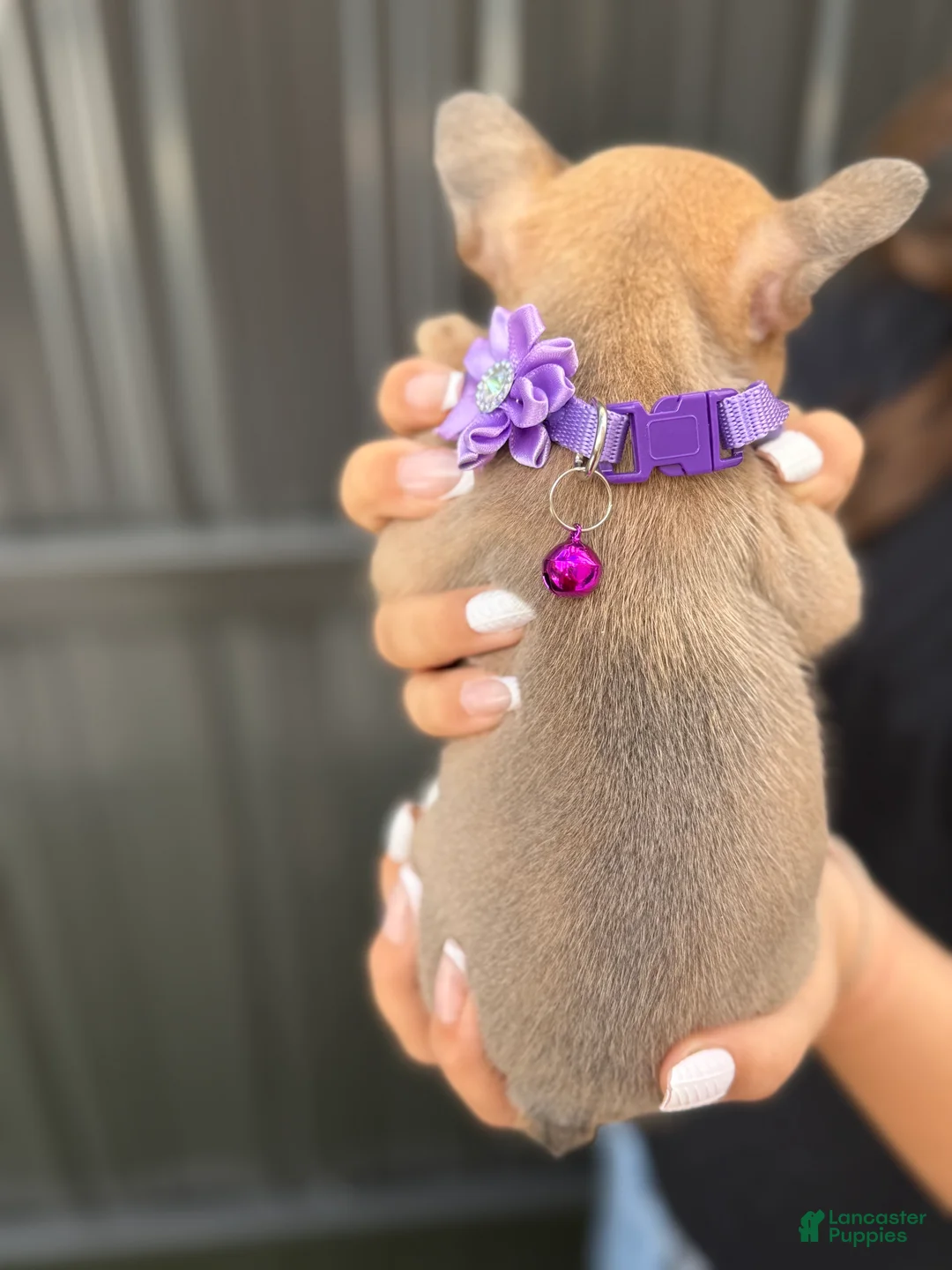 French Bulldog dogs for sale: Athena - Ad 4