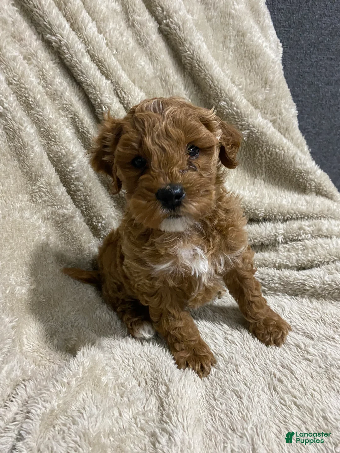 Mini Goldendoodle dogs for sale: Brodie - Ad 4