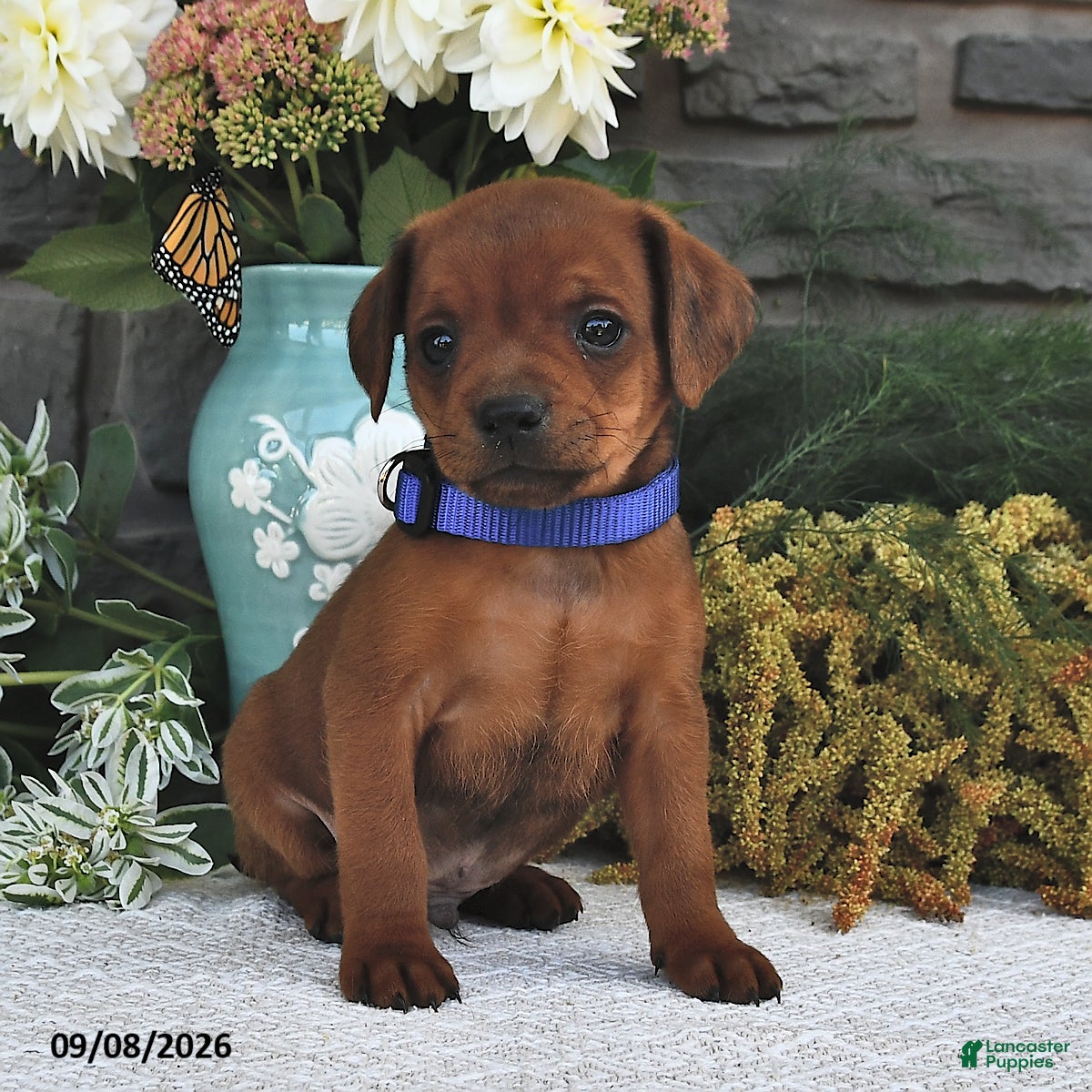 Mixed Breed dogs Tinker  - Ad 2