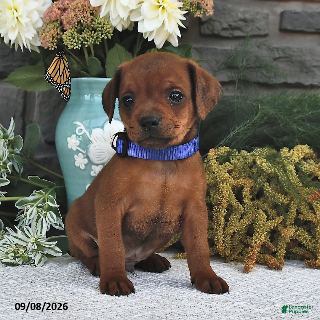 Mixed Breed dogs for sale: Tinker  - Ad 2