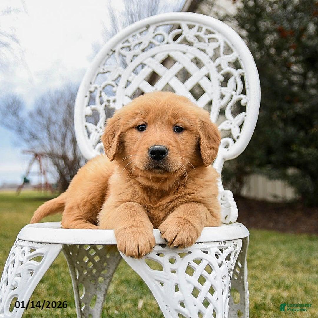 Golden Retriever dogs for sale: Penny - Ad 2