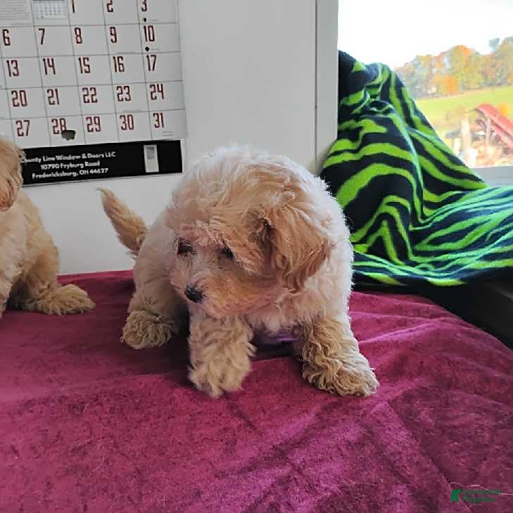 Maltipoo dogs Brittany - Ad 2