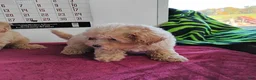 Maltipoo dogs for sale: Brittany - Ad 2