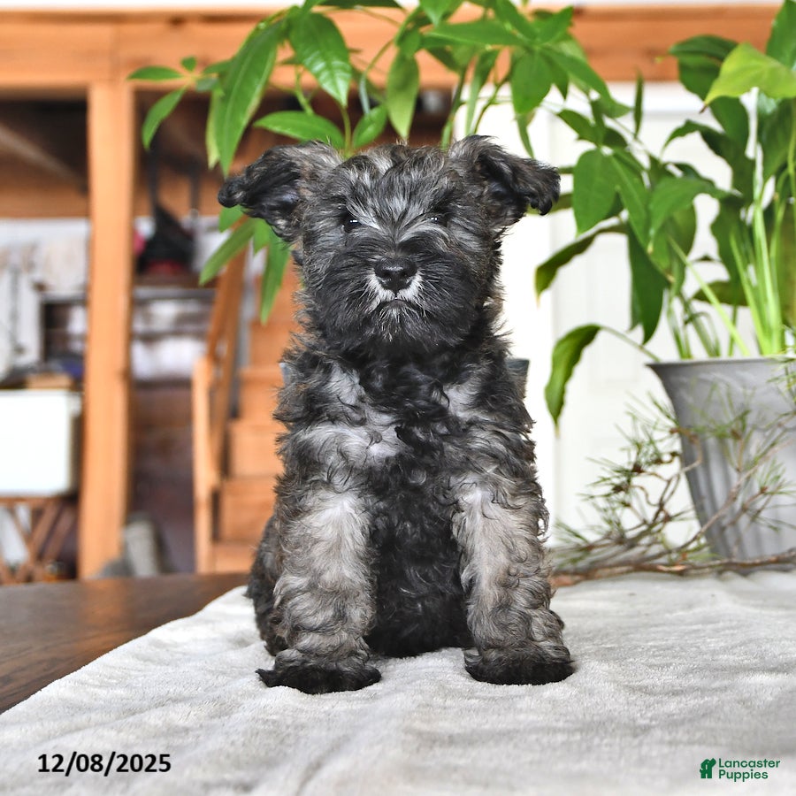 Miniature Schnauzer dogs Derek - Ad 18